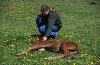 Cheryl Forbes petting one of the Quarterhorse foals that found a home because of our efforts.